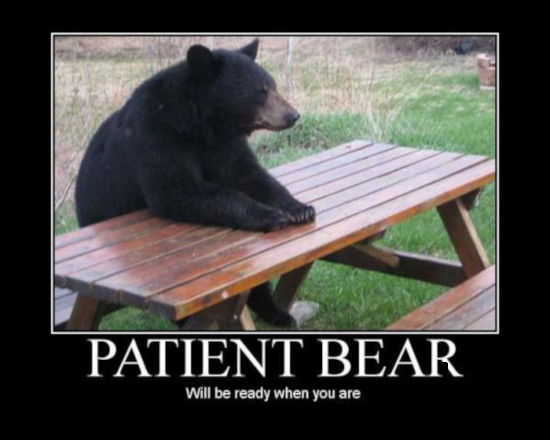 patient bear